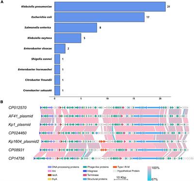 A Plasmid With Conserved Phage Genes Helps Klebsiella pneumoniae Defend Against the Invasion of Transferable DNA Elements at the Cost of Reduced Virulence